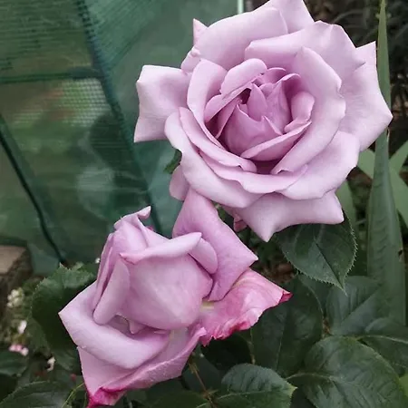 Bords De Loire דירה *