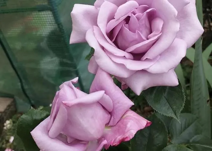 Bords De Loire Apartamento *